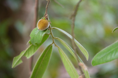 Diospyros saldanhae